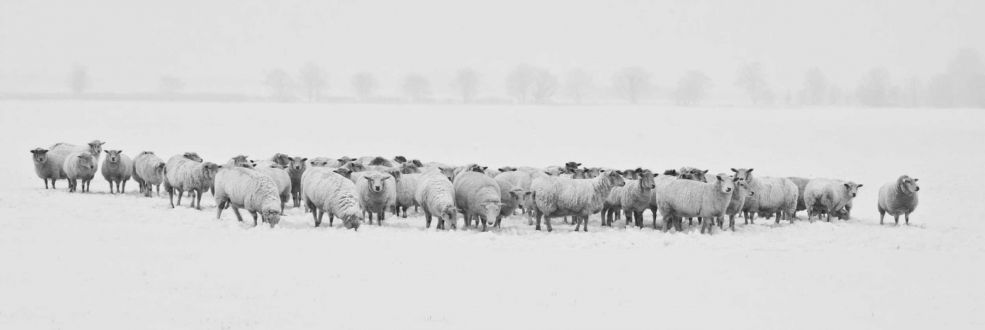 Natur-/Tierprodukte